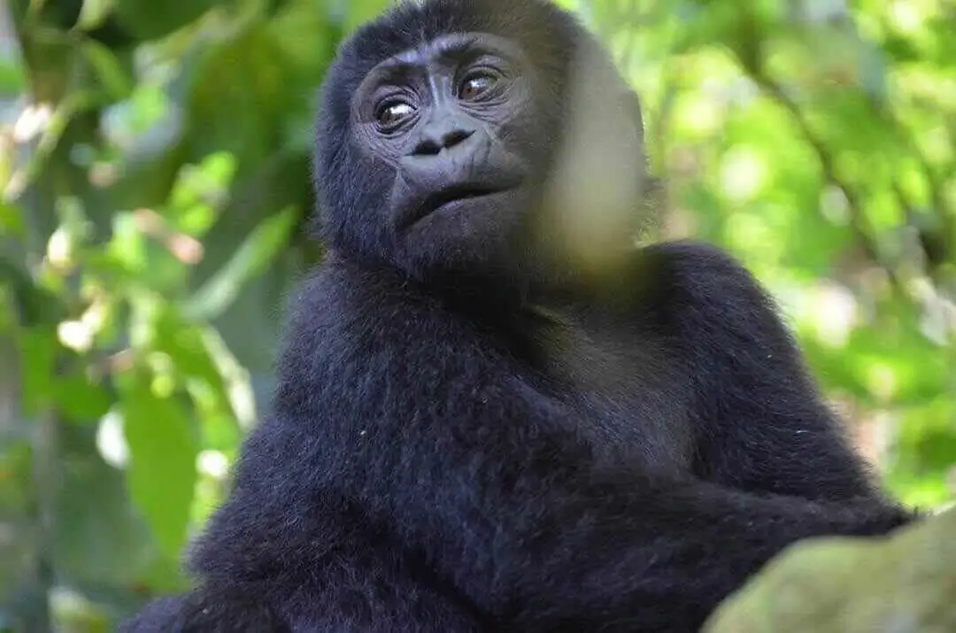 gorilla on a  branch in bwindi